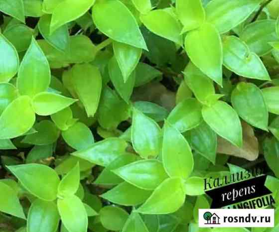 Каллизия repens var langifolia (комнатные и офисны Йошкар-Ола