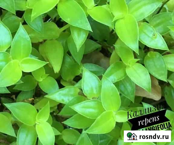 Каллизия repens var langifolia (комнатные и офисны Йошкар-Ола - изображение 1