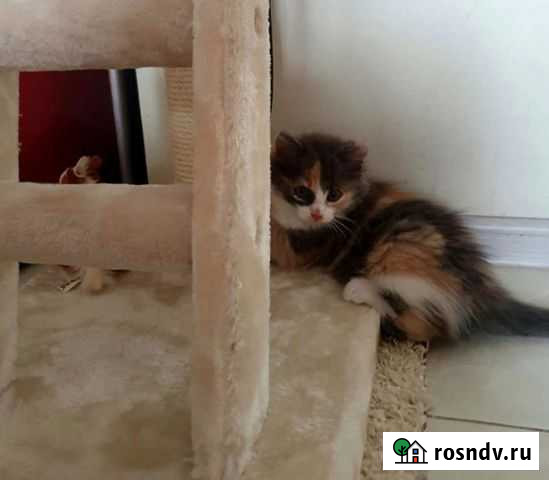 Кошки Ивантеевка - изображение 1