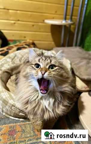 Кот Мурзик ищет хозяина Набережные Челны - изображение 1