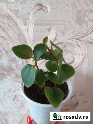 Пеперомии, молочай Пушкино - изображение 1