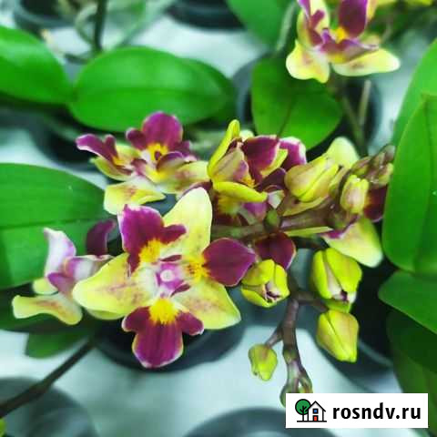 Орхидея мини Ярославль - изображение 1