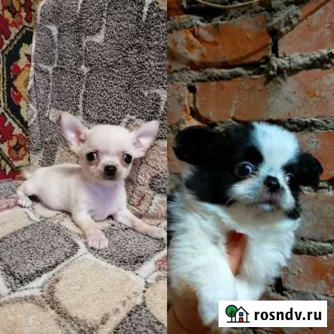 Чихуахуа малыши Лобня - изображение 1
