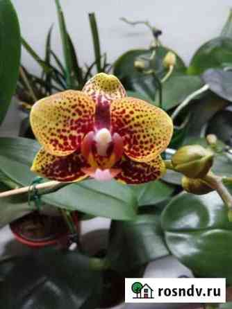 Орхидея фаленопсис (Phal. Lucky Leopard YH05212) Ярославль
