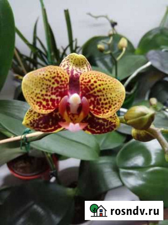 Орхидея фаленопсис (Phal. Lucky Leopard YH05212) Ярославль - изображение 1