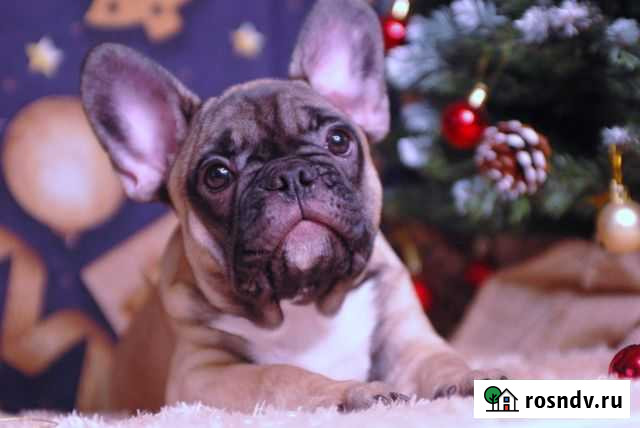 Палевый мальчик французского бульдога Барнаул - изображение 1