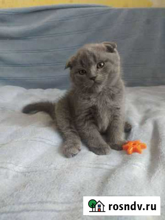 Котята шотландские, плюшевые голубые Химки - изображение 1