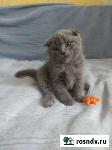 Котята шотландские, плюшевые голубые Химки - изображение 1