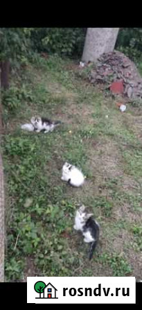 Котята в добрые руки Тимашевск - изображение 1
