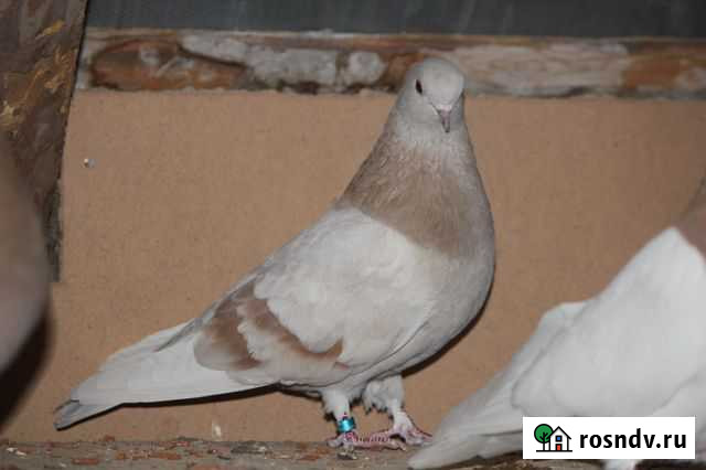 Голуби Вязьма - изображение 1