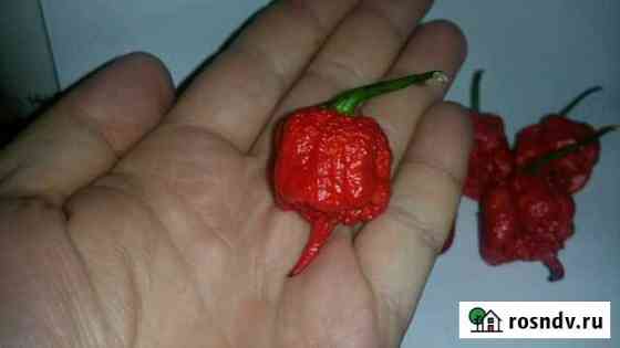 Carolina Reaper - Каролинский жнец (2.200.000 SHU) Севастополь