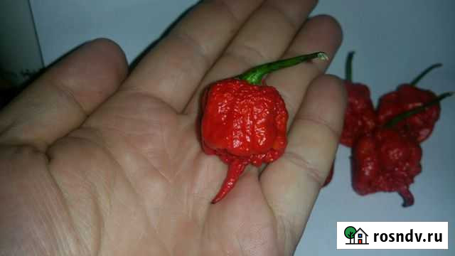 Carolina Reaper - Каролинский жнец (2.200.000 SHU) Севастополь - изображение 1