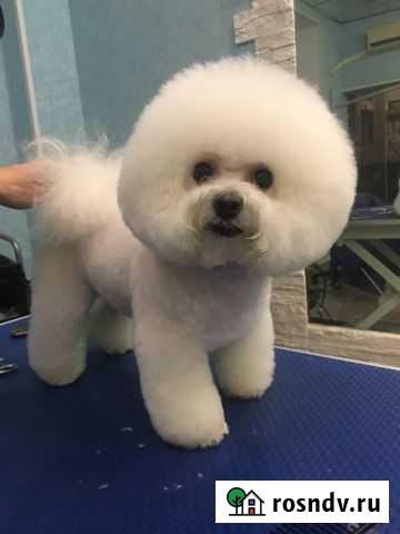 Грумминг собак и кошек Елизово - изображение 1