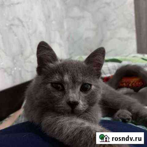 Кошечка Новошахтинск