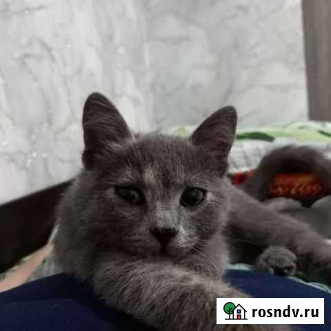 Кошечка Новошахтинск - изображение 1