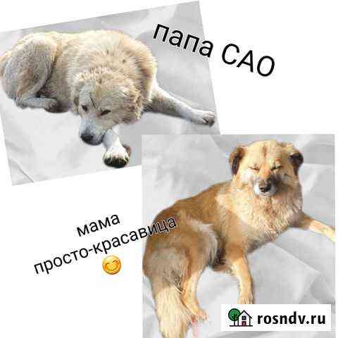 Щенки Хомутово