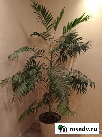 Пальма хамедорея Дзержинск - изображение 1