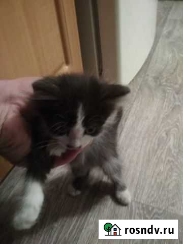 Котята Жердевка - изображение 1