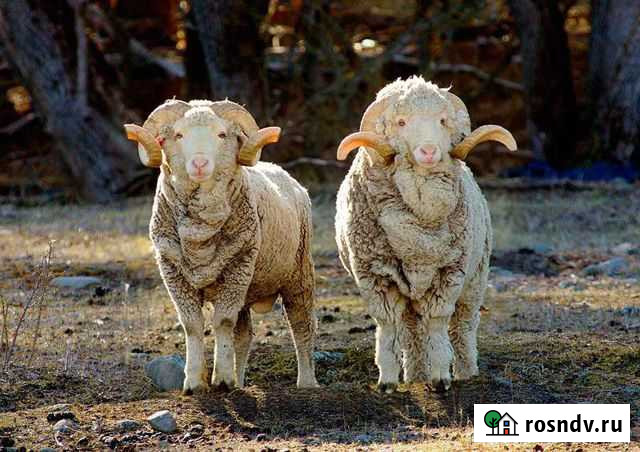 Баран меринос 2020 Енотаевка - изображение 1