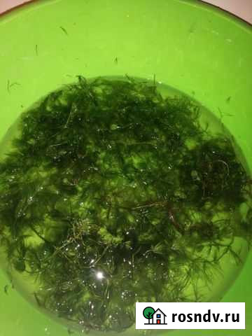 Роголистник Знаменка - изображение 1