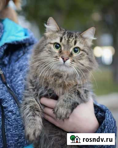 Кошка в добрые руки Самара - изображение 1