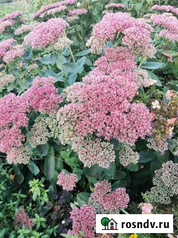 Очиток Новомосковск - изображение 1