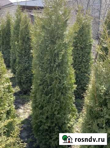 Живые елки Нальчик - изображение 1