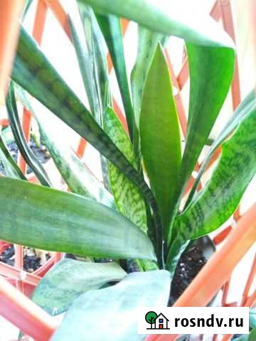 Сансевиерия Октябрьский - изображение 1
