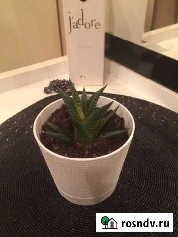 Хавортия Кострома - изображение 1