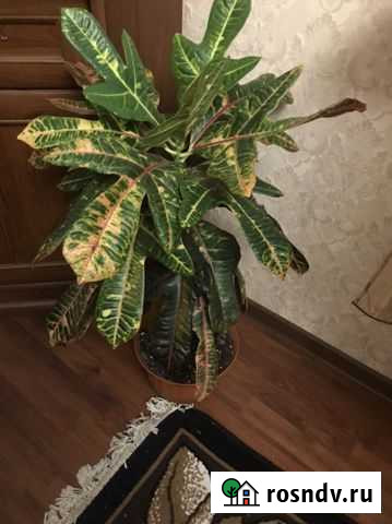 Кротон Старый Оскол - изображение 1