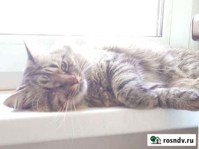 Сибирский кот Пермь - изображение 1