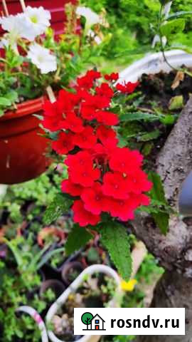 Ампельная вербена Джубга кп - изображение 1