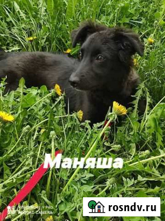 Щенулька в надежные руки Кемерово - изображение 1