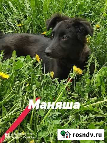 Щенулька в надежные руки Кемерово - изображение 1