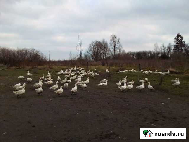 Гуси белые Черняховск - изображение 1