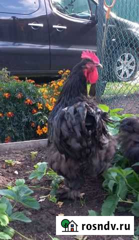 Петух Кохинхин Котельники - изображение 1