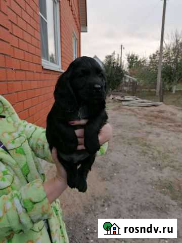 Спаниель Симферополь - изображение 1