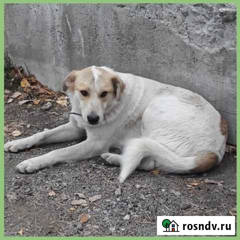 Бублик ищет дом Екатеринбург - изображение 1