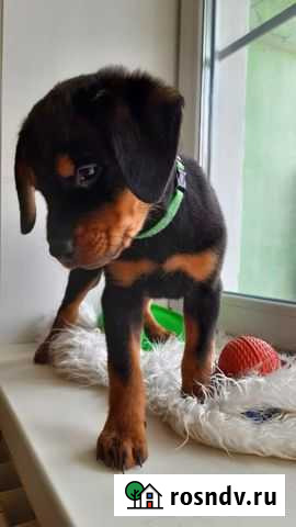 Ротвейлер Улан-Удэ - изображение 1