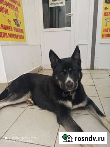 Замечательный пёс Рязань - изображение 1