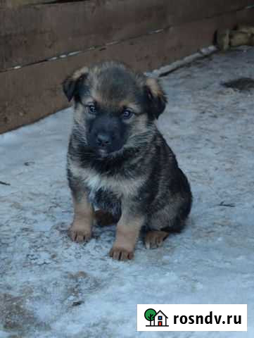 Щенок в добрые руки Мытищи - изображение 1