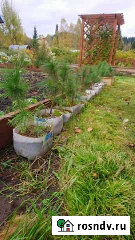 Саженцы кедра Междуреченск - изображение 1