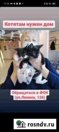 Котята в добрые руки бесплатно Свободный