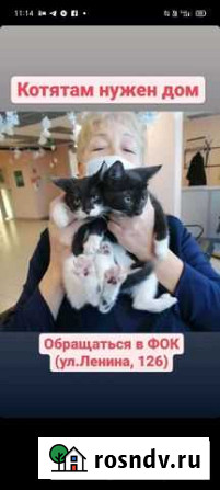 Котята в добрые руки бесплатно Свободный - изображение 1