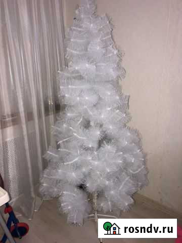 Ёлка белая Калининград - изображение 1
