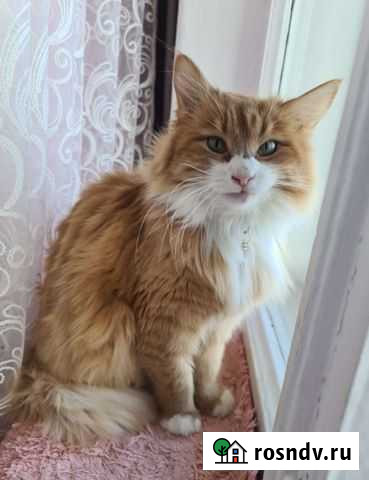 Молодой кот Феникс в руки надёжных хозяев Россошь - изображение 1