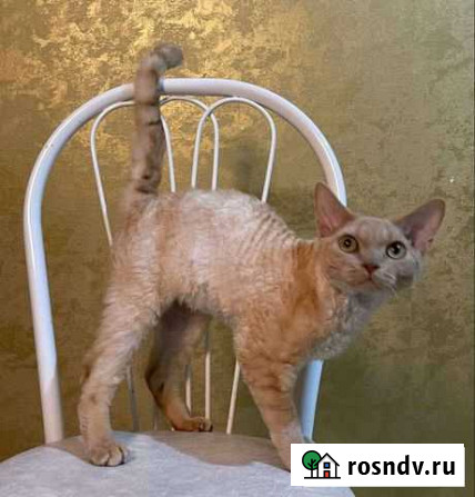 Девон-рекс золотой котик Чита - изображение 1