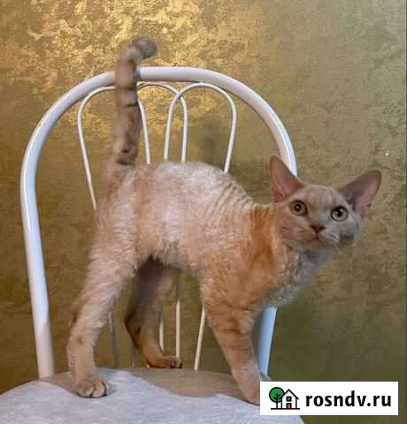 Девон-рекс золотой котик Чита - изображение 1