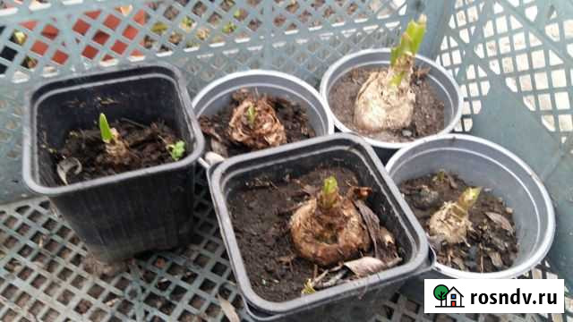 Луковицы пальма Курган - изображение 1