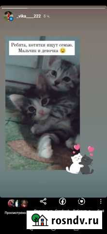 Отдам котят в добрые руки Троицкое - изображение 1